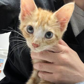 Mango -  Domestic Short Hair Cat for Adoption in Oneonta, New York - Mango | PetCurious