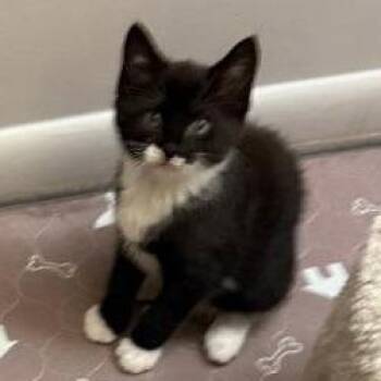 Guido Bryant -  Domestic Short Hair Cat for Adoption in Merrifield, Virginia - Guido Bryant | PetCurious