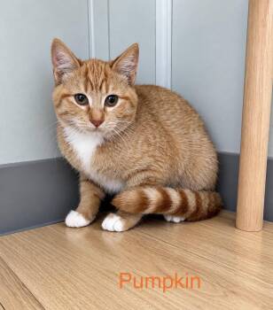 Pumpkin (Barn Buddy) -  Domestic Short Hair Cat for Adoption in Bonnyville, Alberta - Pumpkin (Barn Buddy) | PetCurious