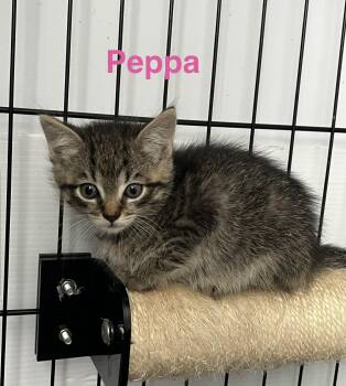 Peppa -  Domestic Short Hair Cat Available for Adoption in Manorville, New York - Peppa | PetCurious