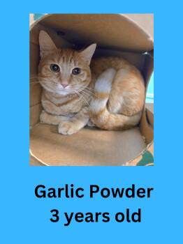 Garlic Powder -  Domestic Short Hair Cat for Adoption in Ravenna, Ohio - Garlic Powder | PetCurious