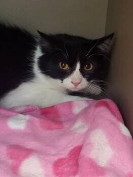 Domestic Medium Hair Cats Available for Adoption in Albuquerque, New Mexico - CRUSH | PetCurious