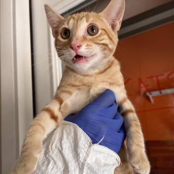 Fern -  Domestic Short Hair Cat for Adoption in Kanab, Utah - Fern | PetCurious