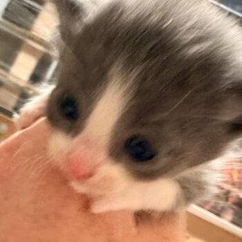 Mica -  Domestic Short Hair Cat for Adoption in Huntsville, Alabama - Mica | PetCurious