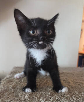 Rescue Domestic Short Hair Cats for Adoption in Parkville, Maryland - Oracle Park | PetCurious