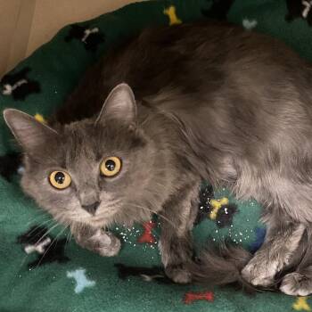 Ophelia -  Domestic Short Hair Cat for Adoption in Pagosa Springs, Colorado - Ophelia | PetCurious