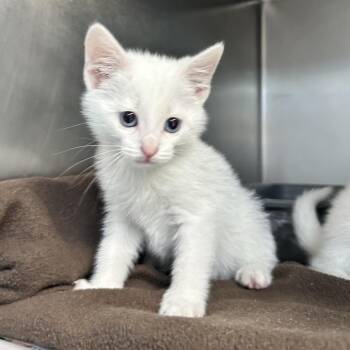 White Snake -  Domestic Short Hair Cat Available for Adoption in Newport, North Carolina - White Snake | PetCurious
