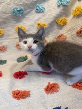 Mariah Hairy PA -  Domestic Medium Hair Cat for Adoption in Denham Springs, Louisiana - Mariah Hairy PA | PetCurious