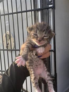 A658131 -  Domestic Short Hair Cat for Adoption in Houston, Texas - A658131 | PetCurious