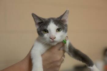 Kaya -  Domestic Short Hair Cat for Adoption in Mountain Home, Arkansas - Kaya | PetCurious