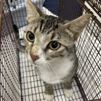Rescue American Shorthair Cats for Adoption in Galveston, Texas - Lady | PetCurious