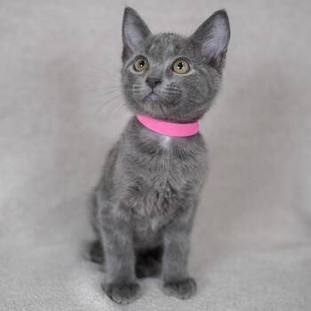 Domestic Short Hair Cats Available for Adoption in Sunnyvale, California - Rachel (Pink) | PetCurious