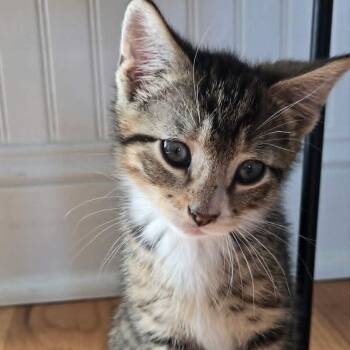 John John -  Domestic Short Hair Cat for Adoption in Beulaville, North Carolina - John John | PetCurious