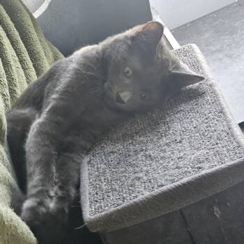 Grayson Kocher -  Domestic Short Hair Cat for Adoption in Merrifield, Virginia - Grayson Kocher | PetCurious