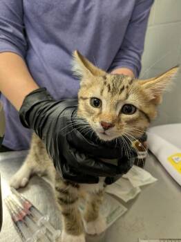Tax Evasion -  Domestic Short Hair Cat for Adoption in Cincinnati, Ohio - Tax Evasion | PetCurious