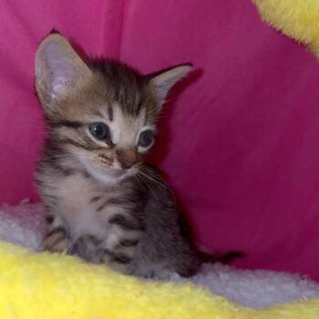 Dobby -  Domestic Short Hair Cat for Adoption in Tucson, Arizona - Dobby | PetCurious