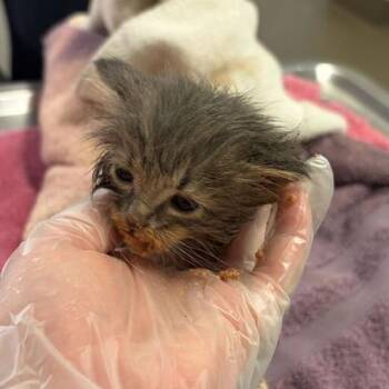 Donkey -  Domestic Long Hair Cat for Adoption in Asheville, North Carolina - Donkey | PetCurious