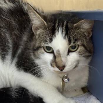 Snickerdoodles -  Domestic Short Hair Cat for Adoption in Lansing, Michigan - Snickerdoodles | PetCurious