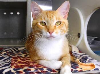 PUMPKIN PIE -  Domestic Short Hair Cat for Adoption in Tallahassee, Florida - PUMPKIN PIE | PetCurious
