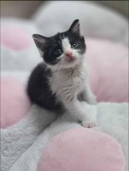Domestic Short Hair Cats Available for Adoption in Pearland, Texas - Sunny | PetCurious