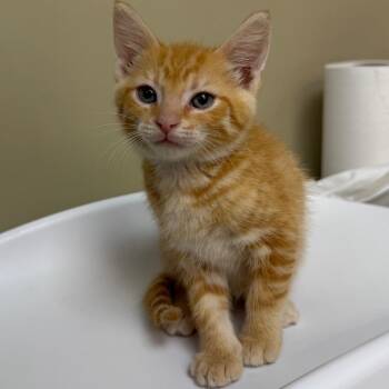 Keroppi -  Domestic Short Hair Cat for Adoption in Birmingham, Alabama - Keroppi | PetCurious