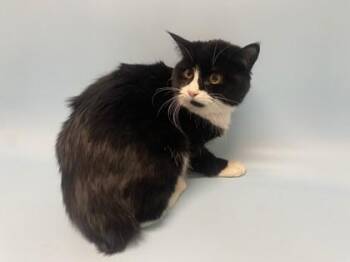 Domestic Short Hair Cats Available for Adoption - Blossom | PetCurious