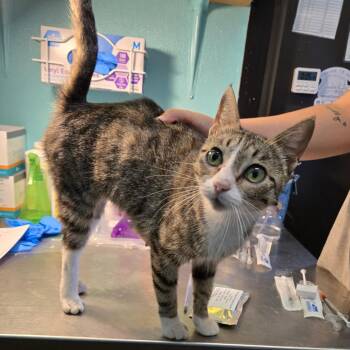 Rescue Domestic Short Hair Cats for Adoption in Graham, Texas - Carey | PetCurious