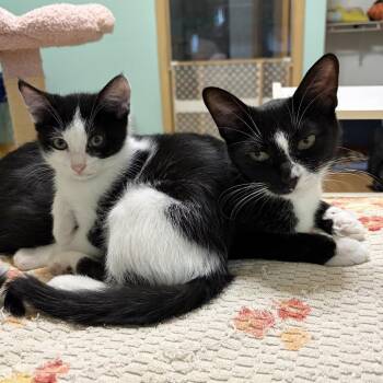 Talia -  Domestic Short Hair Cat for Adoption in Chicago, Illinois - Talia | PetCurious