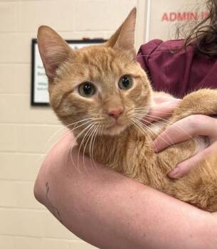 Hopscotch -  Domestic Short Hair Cat for Adoption in Fishers, Indiana - Hopscotch | PetCurious