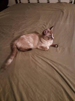 Mikki -  Siamese and Domestic Short Hair Cat for Adoption in Glendale, Arizona - Mikki | PetCurious