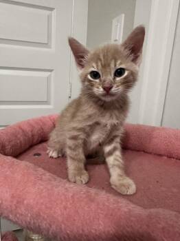 Domestic Short Hair Cats Available for Adoption in Brewster, New York - Henry | PetCurious