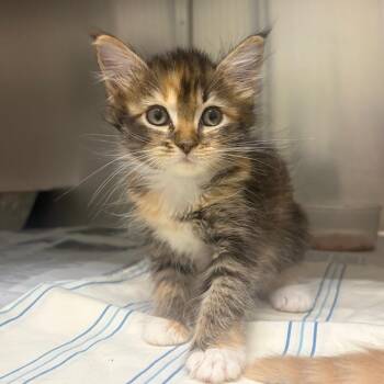 Maz Kanata -  Domestic Short Hair Cat for Adoption in Milton, Florida - Maz Kanata | PetCurious