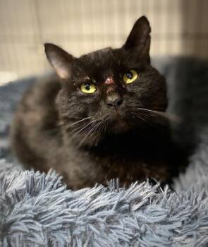Domestic Short Hair Cats Available for Adoption in Duxbury, Massachusetts - Toucan | PetCurious