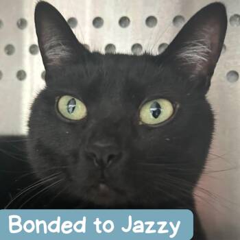 Domestic Short Hair Cats Available for Adoption - Tinston | PetCurious