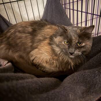 Rescue Domestic Medium Hair Cats for Adoption in Springfield, Oregon - Peach | PetCurious