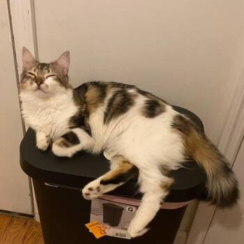 Velvet -  Domestic Long Hair Cat Available for Adoption - Velvet | PetCurious