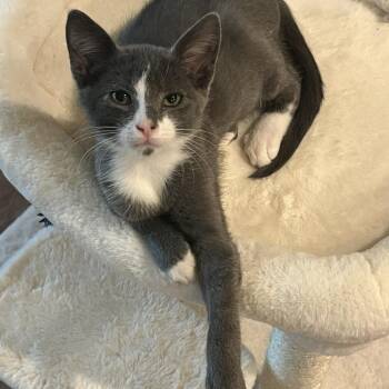 0726-238 Alan Jackson -  Domestic Short Hair Cat for Adoption in Abingdon, Maryland - 0726-238 Alan Jackson | PetCurious