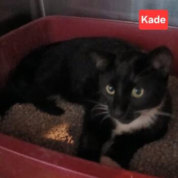 Hermes C11989 -  Domestic Short Hair Cat for Adoption - Hermes C11989 | PetCurious