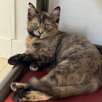 Chips -  Domestic Short Hair Cat for Adoption in Milford, Iowa - Chips | PetCurious