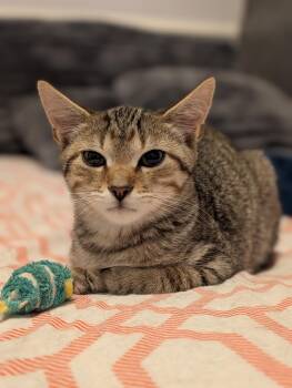 Thompson -  Tabby Cat for Adoption in Richmond, Virginia - Thompson | PetCurious