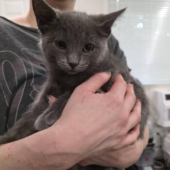 Bristle -  Domestic Short Hair and Russian Blue Cat for Adoption in Mastic, New York - Bristle | PetCurious