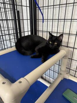 Rescue Domestic Short Hair Cats for Adoption in Hoopeston, Illinois - Brian | PetCurious