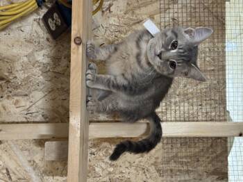 Rescue Domestic Short Hair Cats for Adoption in Ludington, Michigan - Amber | PetCurious
