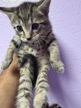 Shaggy -  Domestic Medium Hair Cat for Adoption in El Paso, Texas - Shaggy | PetCurious