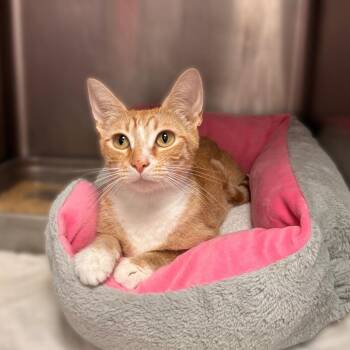 Chick -  Domestic Short Hair Cat for Adoption in Davenport, Iowa - Chick | PetCurious