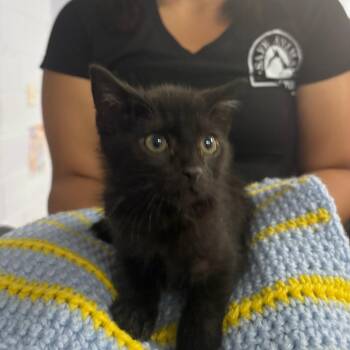 Crewmate 29735 -  Domestic Short Hair Cat for Adoption in Middleburg, Florida - Crewmate 29735 | PetCurious