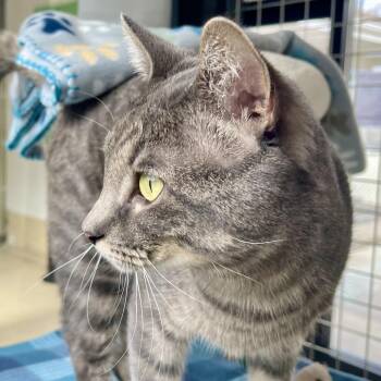 Domestic Short Hair Cats Available for Adoption in Riverwoods, Illinois - Flounder | PetCurious