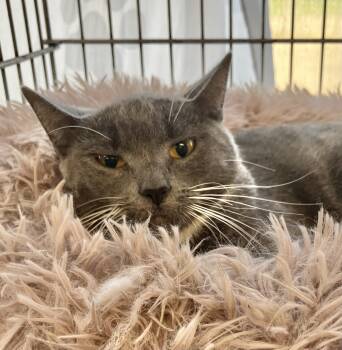 Clove -  Domestic Short Hair Cat for Adoption in Parma, Ohio - Clove | PetCurious