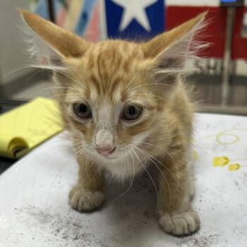 Raspberry -  Domestic Medium Hair Cat for Adoption in Lufkin, Texas - Raspberry | PetCurious