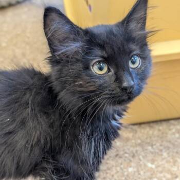 Samosa -  Domestic Medium Hair Cat for Adoption in Sonoma, California - Samosa | PetCurious
